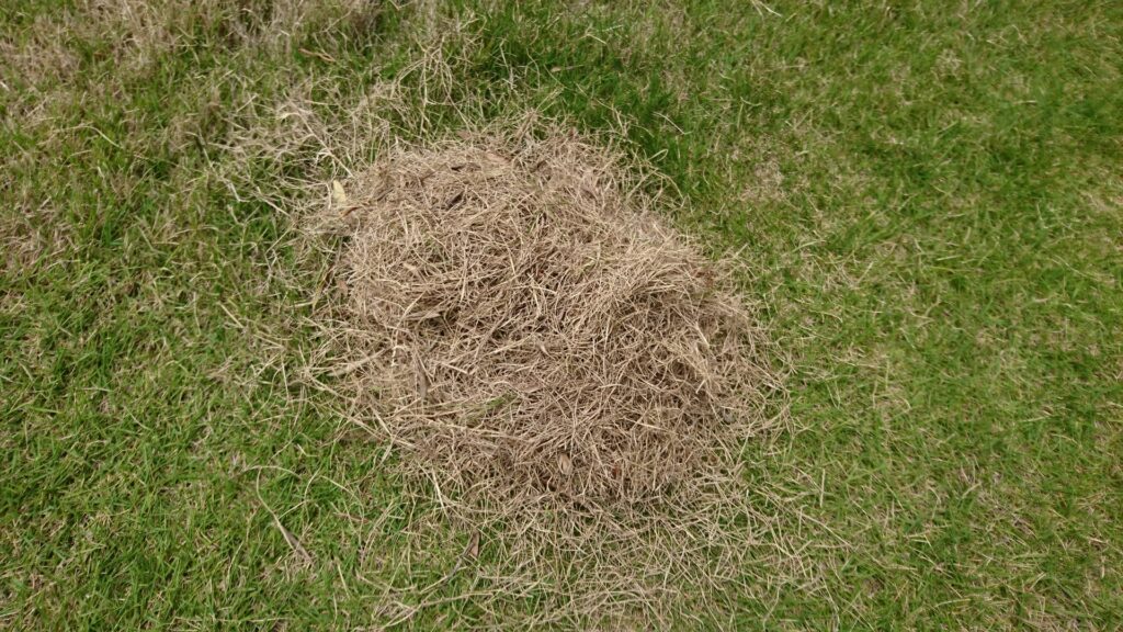 熱で枯れた芝生